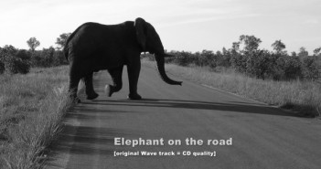elephant-on-the-road, david capponi